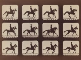 Attitudes of Animals in Motion