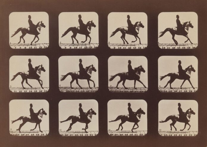 cHJpdmF0ZS9sci9pbWFnZXMvd2Vic2l0ZS8yMDIzLTAxL21ldDcwMDEwOS1pbWFnZS5qcGc Attitudes of Animals in Motion
