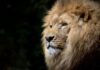 close up photography of brown lion