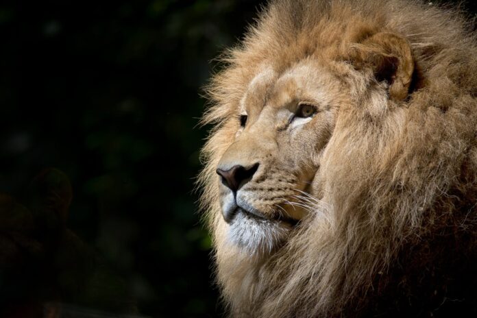 lion-wild-africa-african close up photography of brown lion