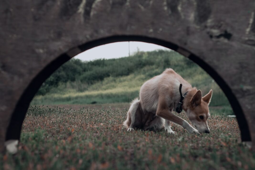 Alt text image for LAIKA Wildwood Portal Experience