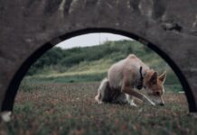 LAIKA’s ‘Wildwood’ Portal Experience: An Immersive Gateway to Stop-Motion Innovation Alt text image for LAIKA Wildwood Portal Experience