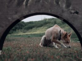 LAIKA’s ‘Wildwood’ Portal Experience: An Immersive Gateway to Stop-Motion Innovation Alt text image for LAIKA Wildwood Portal Experience