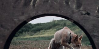 LAIKA’s ‘Wildwood’ Portal Experience: An Immersive Gateway to Stop-Motion Innovation Alt text image for LAIKA Wildwood Portal Experience