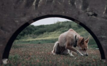 LAIKA’s ‘Wildwood’ Portal Experience: An Immersive Gateway to Stop-Motion Innovation Alt text image for LAIKA Wildwood Portal Experience