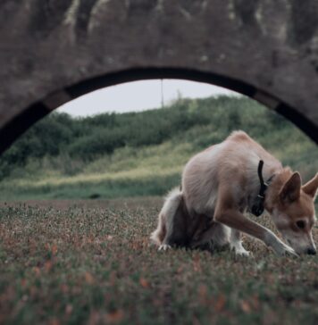 LAIKA’s ‘Wildwood’ Portal Experience: An Immersive Gateway to Stop-Motion Innovation Alt text image for LAIKA Wildwood Portal Experience