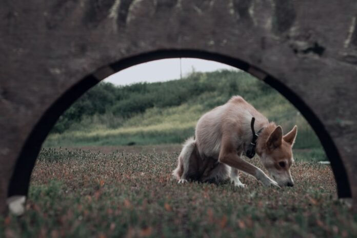 Alt text image for LAIKA Wildwood Portal Experience