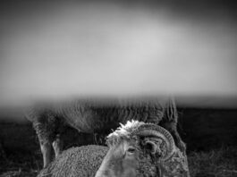 Shaun the Sheep Beast of Mossy Bottom: Aardman Unveils BTS Magic and Thrilling New Poster for Halloween Adventure Alt text image for Shaun the Sheep Beast of Mossy Bottom
