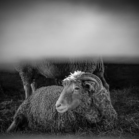 Alt text image for Shaun the Sheep Beast of Mossy Bottom