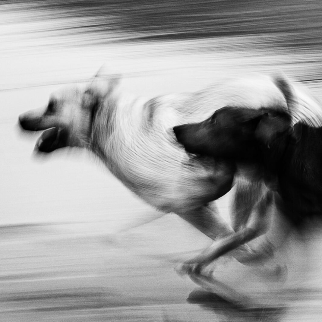 Alt text image for Dog Judo Returns