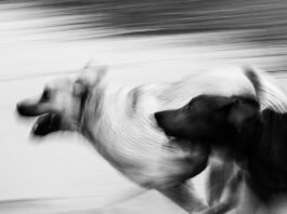 Alt text image for Dog Judo Returns
