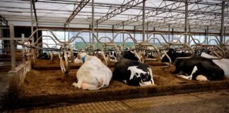 ESMA’s ‘COWS’ Secures Gold at 53rd Student Academy Awards Animation Ceremony, Paving Way for Oscars Alt text image for Student Academy Awards Animation