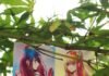 Alt text image for Hirayasumi Anime