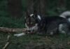 Alt text image for LAIKA Wildwood movie