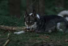 LAIKA Wildwood Movie: Final Trailer Drops, Tickets On Sale for Epic Stop-Motion Adventure Alt text image for LAIKA Wildwood movie