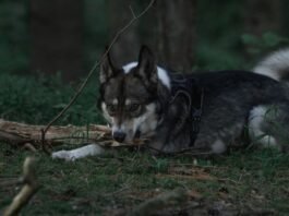 LAIKA Wildwood Movie: Final Trailer Drops, Tickets On Sale for Epic Stop-Motion Adventure Alt text image for LAIKA Wildwood movie