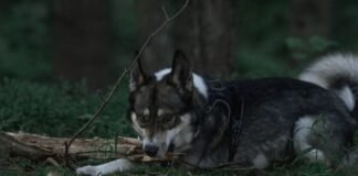 LAIKA Wildwood Movie: Final Trailer Drops, Tickets On Sale for Epic Stop-Motion Adventure Alt text image for LAIKA Wildwood movie