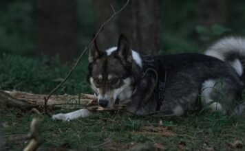 LAIKA Wildwood Movie: Final Trailer Drops, Tickets On Sale for Epic Stop-Motion Adventure Alt text image for LAIKA Wildwood movie