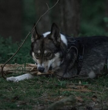 LAIKA Wildwood Movie: Final Trailer Drops, Tickets On Sale for Epic Stop-Motion Adventure Alt text image for LAIKA Wildwood movie