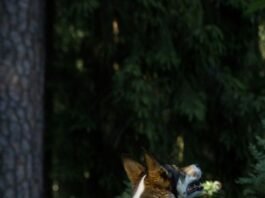 LAIKA Wildwood Premiere: A Stop-Motion Epic Opens 40th AFI FEST, Redefining Animated Movies Alt text image for LAIKA Wildwood Premiere