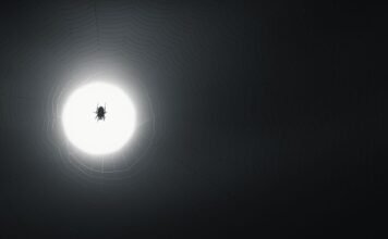 Prime Video’s ‘Spider-Noir’ Cancellation Sparks Industry Debate: A Deep Dive into its Groundbreaking VFX Alt text image for Spider-Noir VFX