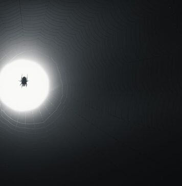 Prime Video’s ‘Spider-Noir’ Cancellation Sparks Industry Debate: A Deep Dive into its Groundbreaking VFX Alt text image for Spider-Noir VFX