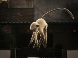 Toei Animation’s ‘Monkey Quest’ Soars to Lionsgate for 2027 North American Release: A Deep Dive into the 3DCG Adventure Alt text image for Toei Animation Monkey Quest