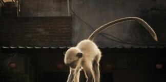 Toei Animation’s ‘Monkey Quest’ Soars to Lionsgate for 2027 North American Release: A Deep Dive into the 3DCG Adventure Alt text image for Toei Animation Monkey Quest