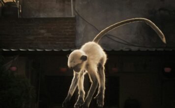 Toei Animation’s ‘Monkey Quest’ Soars to Lionsgate for 2027 North American Release: A Deep Dive into the 3DCG Adventure Alt text image for Toei Animation Monkey Quest