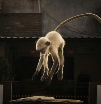 Toei Animation’s ‘Monkey Quest’ Soars to Lionsgate for 2027 North American Release: A Deep Dive into the 3DCG Adventure Alt text image for Toei Animation Monkey Quest